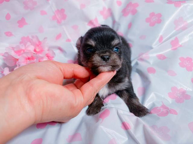 チワワ（ロングコート）