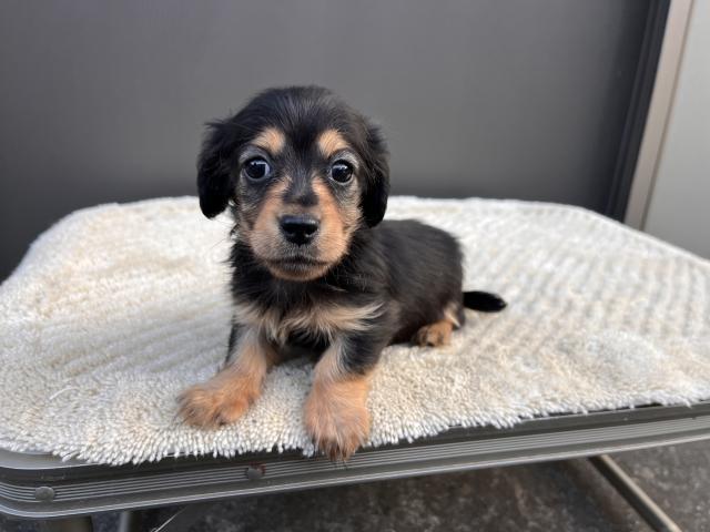 カニンヘンダックスフンド