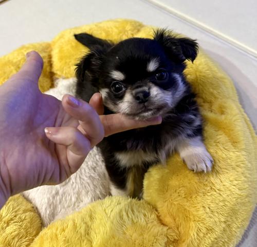 チワワ（ロングコート）