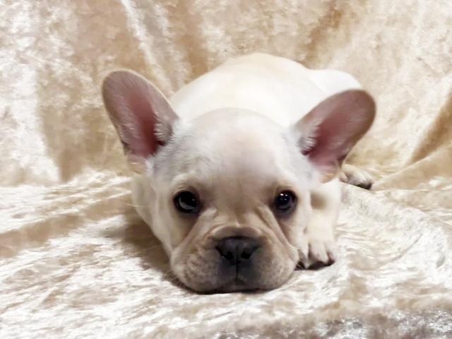 フレンチブルドッグ