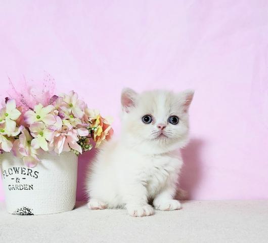 ミヌエット（旧ナポレオン）