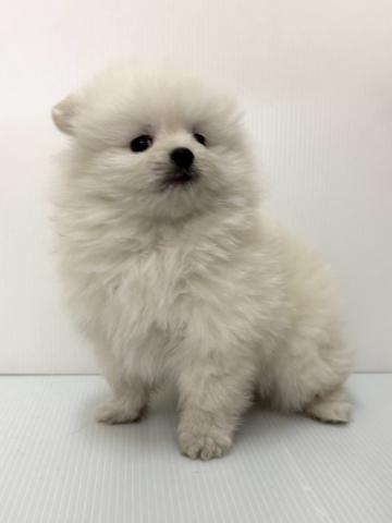 フワフワ💓目が離せない可愛さ♡