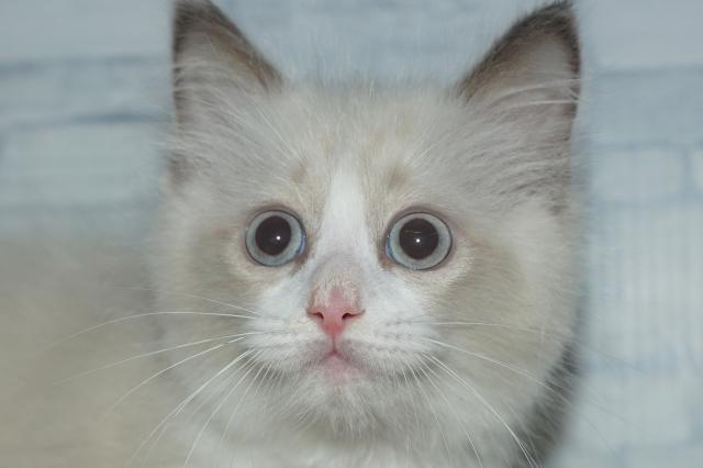 MIX（雑種）（260143）