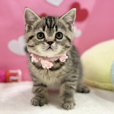 スコティッシュフォールド