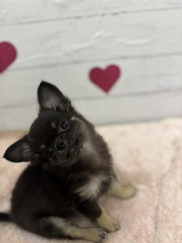 チワワ(ロングコート)子犬