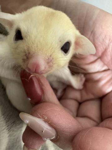 ルビープラチナ