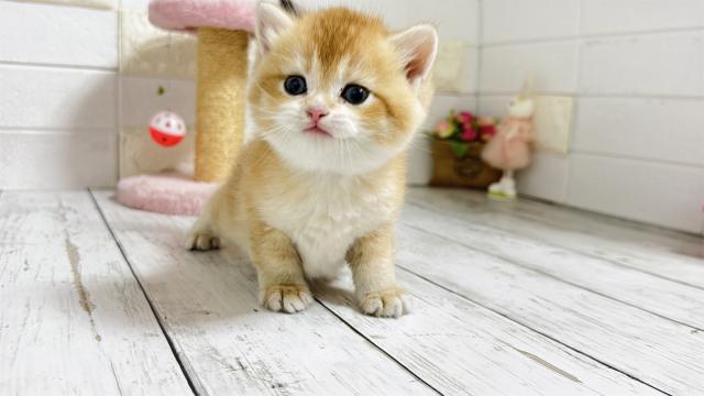 ブリティッシュショートヘア