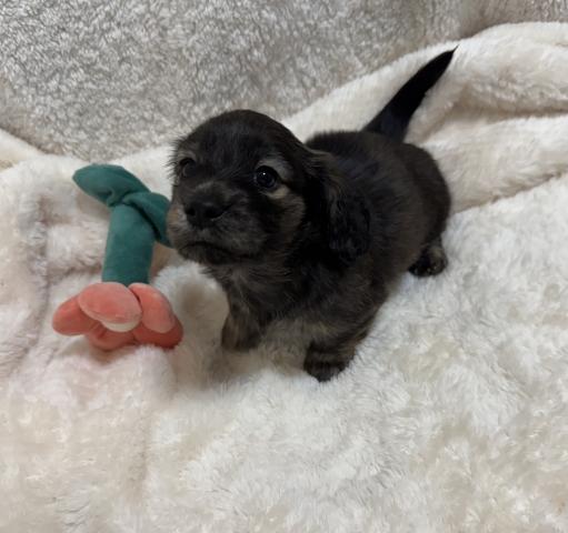 ミニチュアダックスフンド