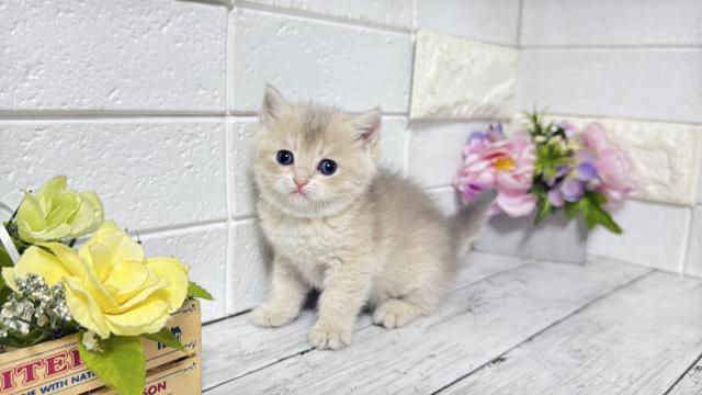 ブリティッシュショートヘア