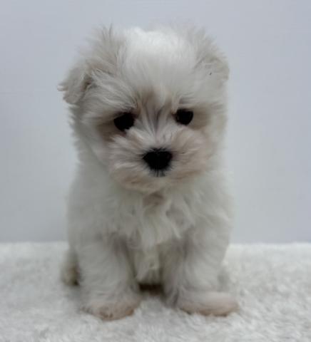 MIXポメラニアン✕マルチーズ