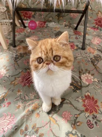 エキゾチックショートヘアー