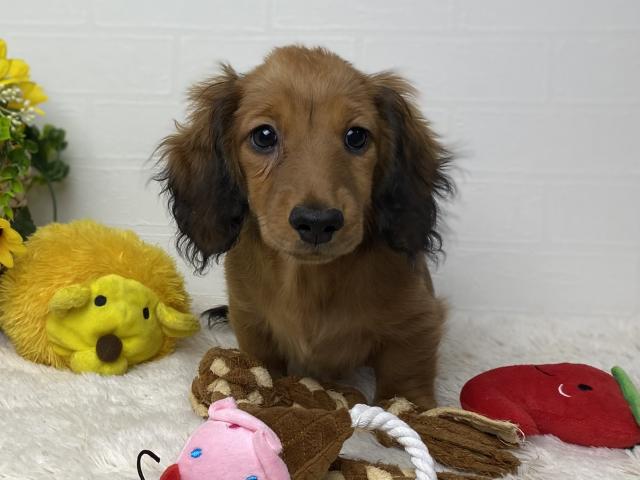 ミニチュアダックスフンド