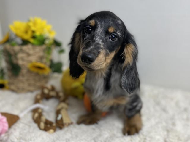 ミニチュアダックスフンド