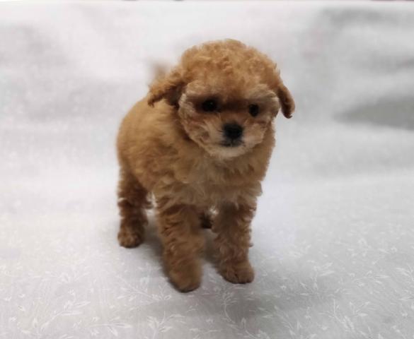 トイプードルティカップサイズ