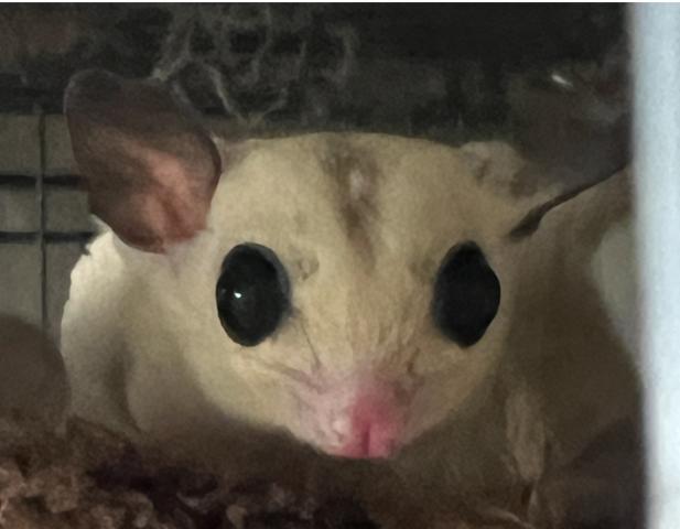 プラチナホワイトフェイス（シルバーベル血統）