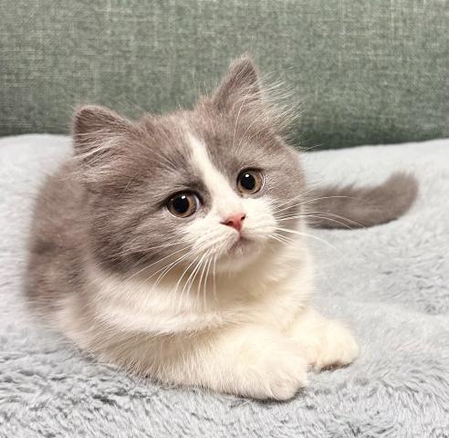 ミヌエット（旧ナポレオン）