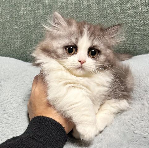 ミヌエット（旧ナポレオン）