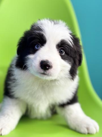 ボーダーコリー3024