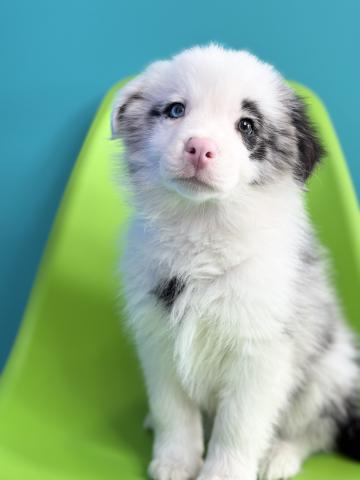 ボーダーコリー3222