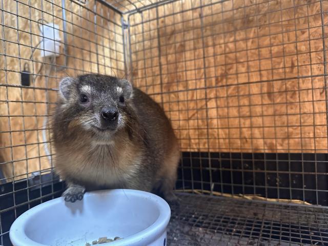 ケープハイラックス