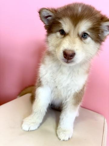 アラスカンマラミュート