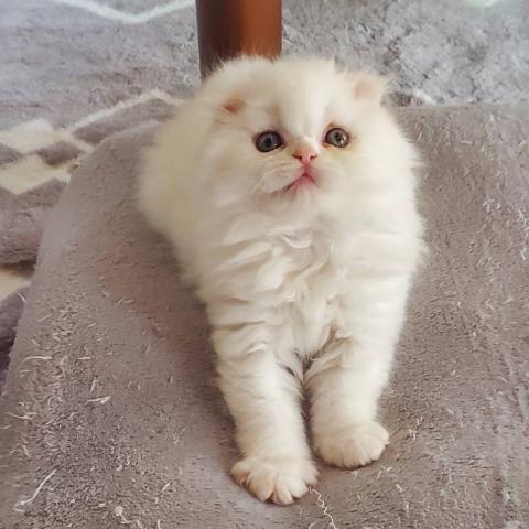 スコティッシュフォールド