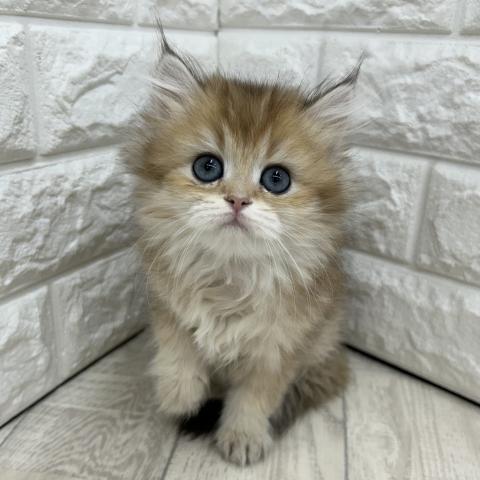 ブリティッシュロングヘア