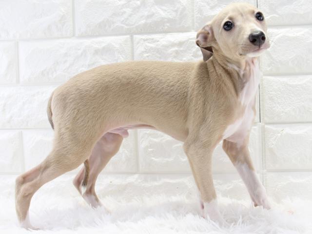 イタリアングレーハウンド