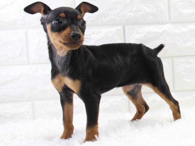 ミニチュアピンシャー