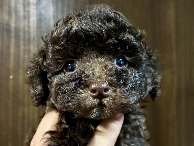 トイプードル