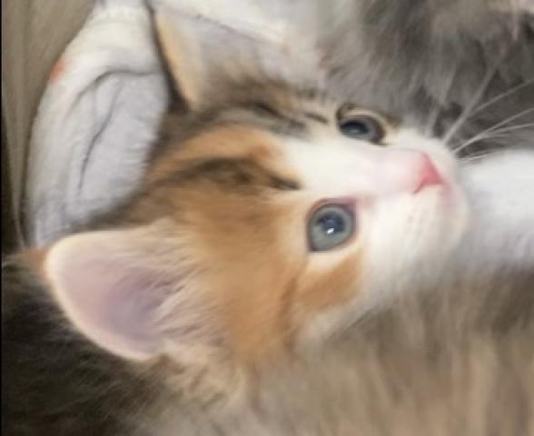 ノルウェージャンフォレストキャット