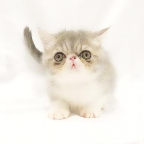 エキゾチックショートヘアー