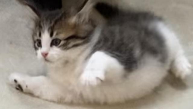 ノルウェージャンフォレストキャット