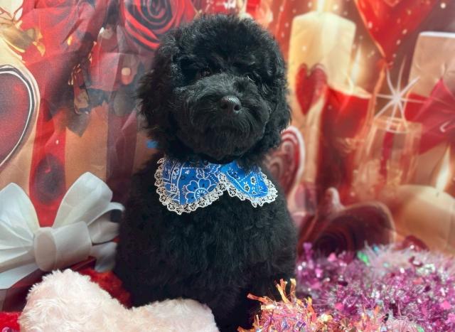 MIXラブラドゥードル