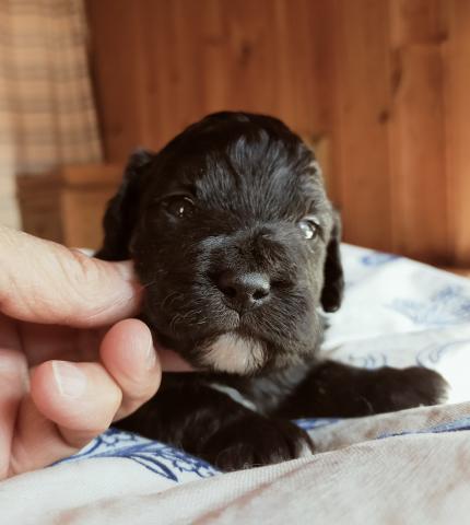 MIXボードゥードル:アオ