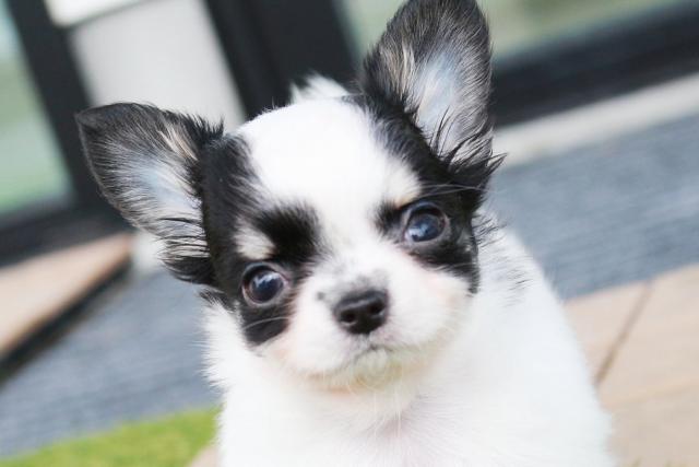 チワワ(ロングコート)