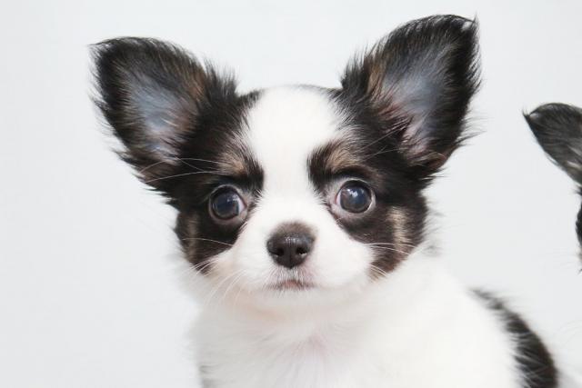 チワワ（ロングコート）