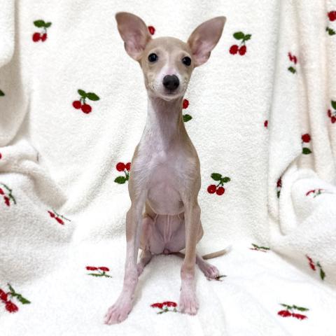 イタリアングレーハウンド