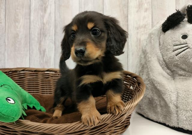 ミニチュアダックスフンド