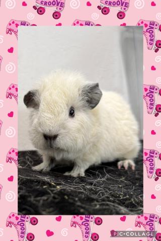 テディロシアンスモーク