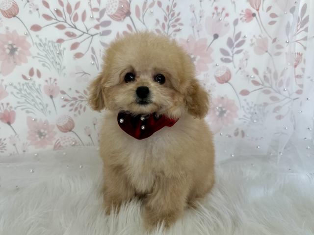 トイプードル成犬時2.0〜2.4kg予想