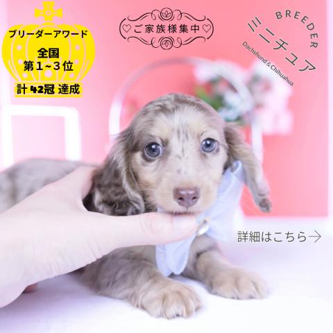 カニヘンダックスフンド ロング