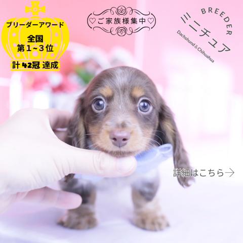 ミニチュアダックスフンド　ロング