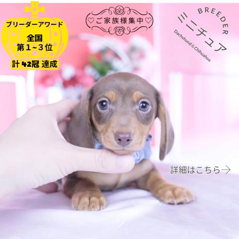 ミニチュアダックスフンド スムース