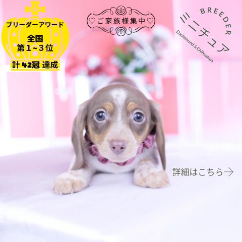 ミニチュアダックスフンド　スムース