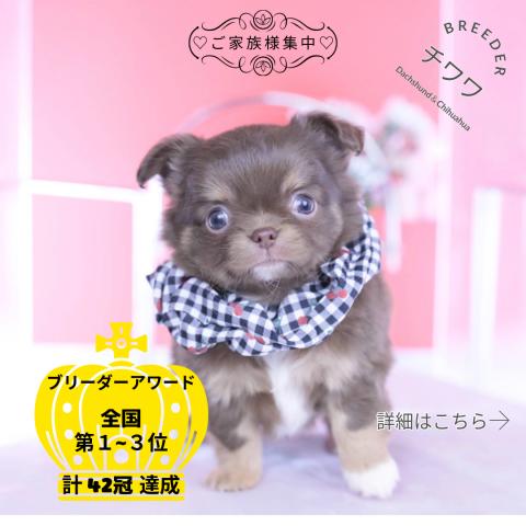 チワワ　ロング