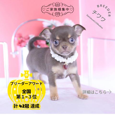 チワワ　スムース