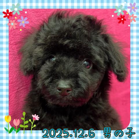 ミディアムプードル