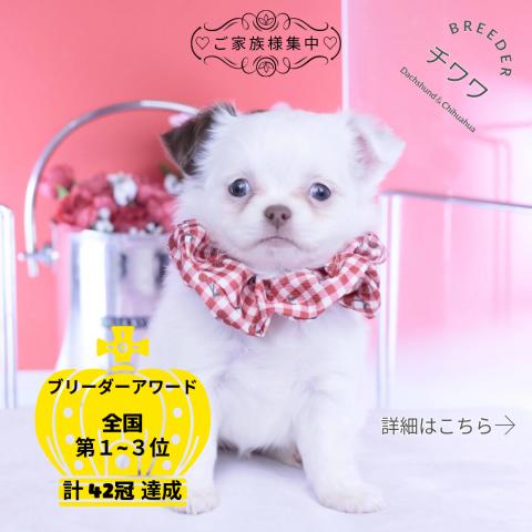 チワワ　ロング