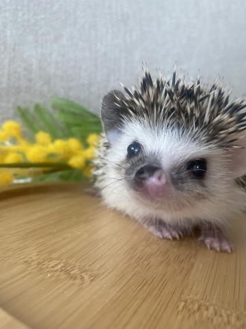 ヨツユビハリネズミ